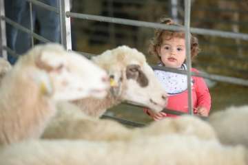Más de 900 animales en la Feria de Ganado de Gran Canaria (Foto TA)